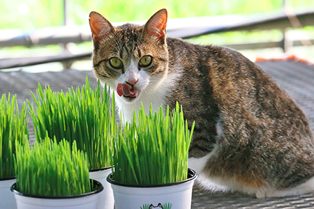 ネコすっき　ネコちゃん